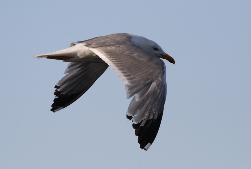 Medelhavstrut Yellow-legged Gull (Larus michahellis)