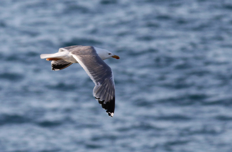 Medelhavstrut Yellow-legged Gull (Larus michahellis)