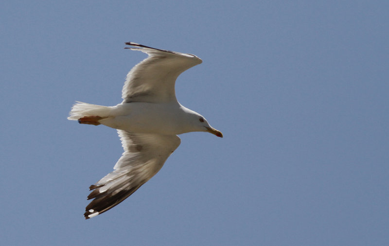 Medelhavstrut Yellow-legged Gull (Larus michahellis)