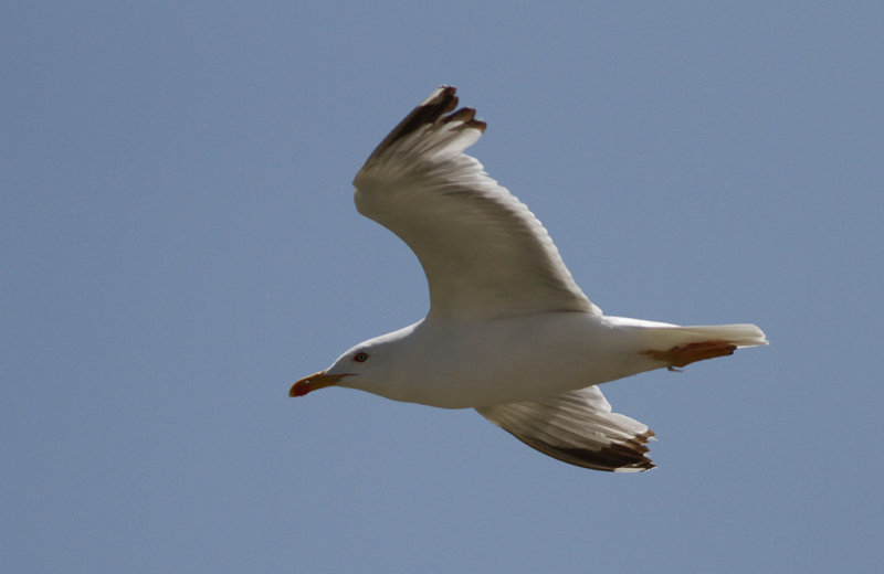 Medelhavstrut Yellow-legged Gull (Larus michahellis)