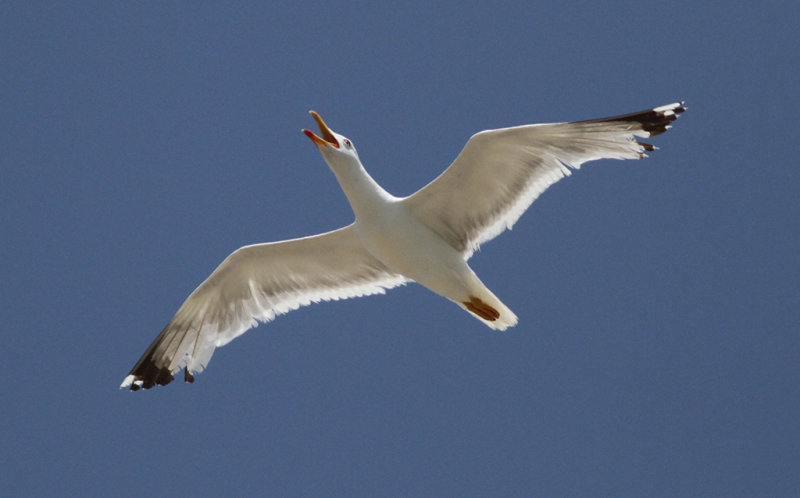 Medelhavstrut Yellow-legged Gull (Larus michahellis)