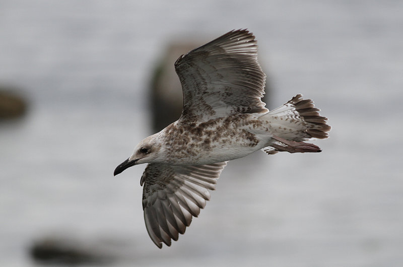 Kaspisk trut - Caspian Gull (Larus cachinnans)