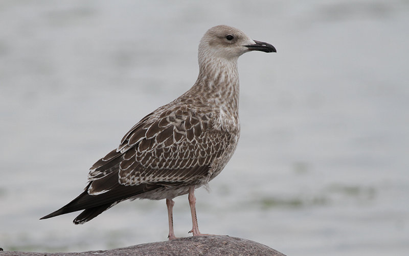 Kaspisk trut - Caspian Gull (Larus cachinnans)