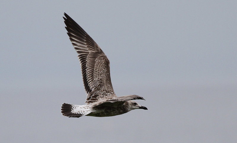 Kaspisk trut - Caspian Gull (Larus cachinnans)