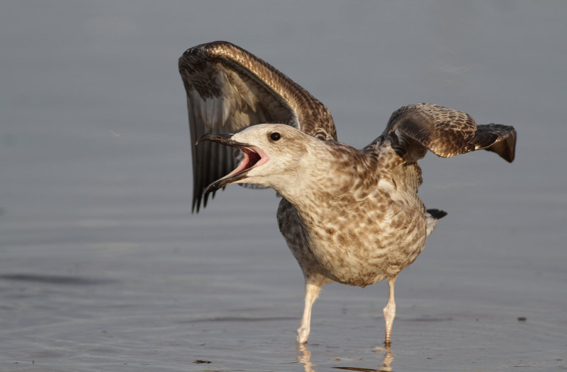 Kaspisk trut - Caspian Gull (Larus cachinnans)