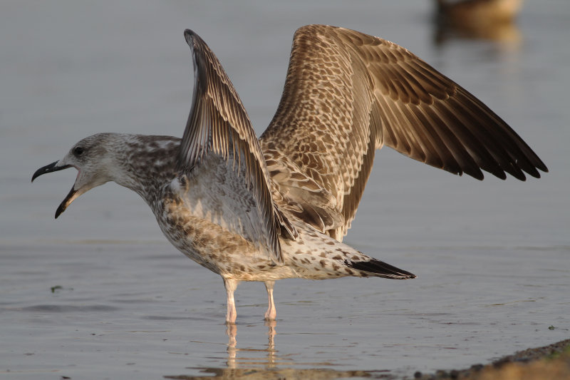 Kaspisk trut - Caspian Gull (Larus cachinnans)
