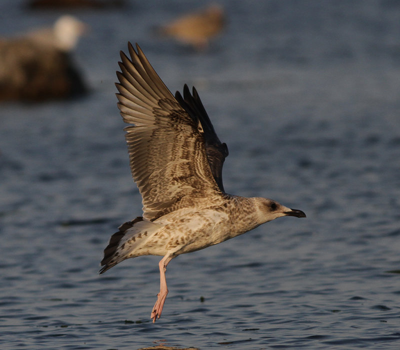 Medelhavstrut Yellow-legged Gull  (Larus michahellis)