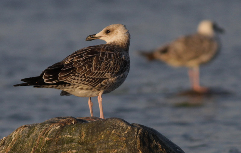 Medelhavstrut Yellow-legged Gull  (Larus michahellis)