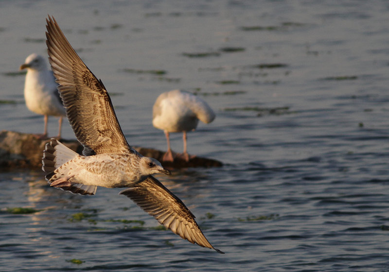 Medelhavstrut Yellow-legged Gull  (Larus michahellis)