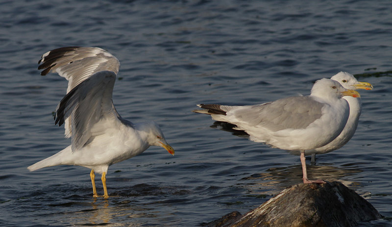 Medelhavstrut Yellow-legged Gull (Larus michahellis)