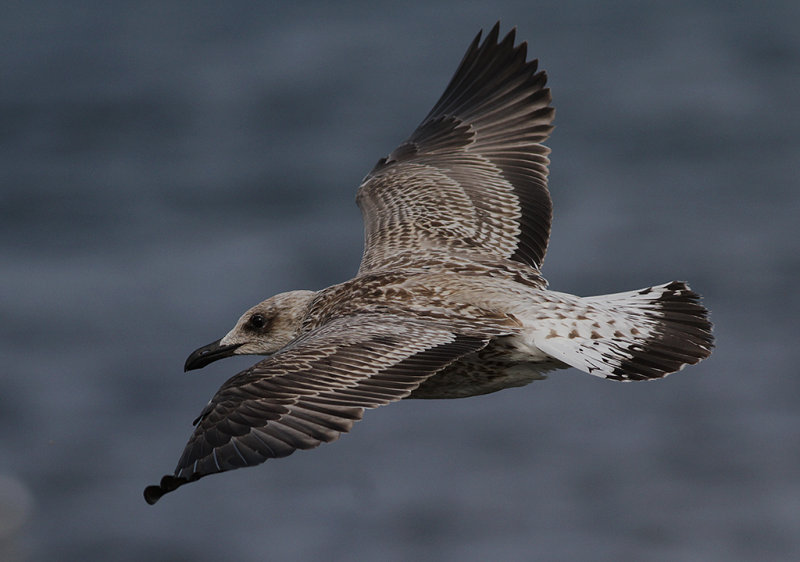 Medelhavstrut Yellow-legged Gull  (Larus michahellis)