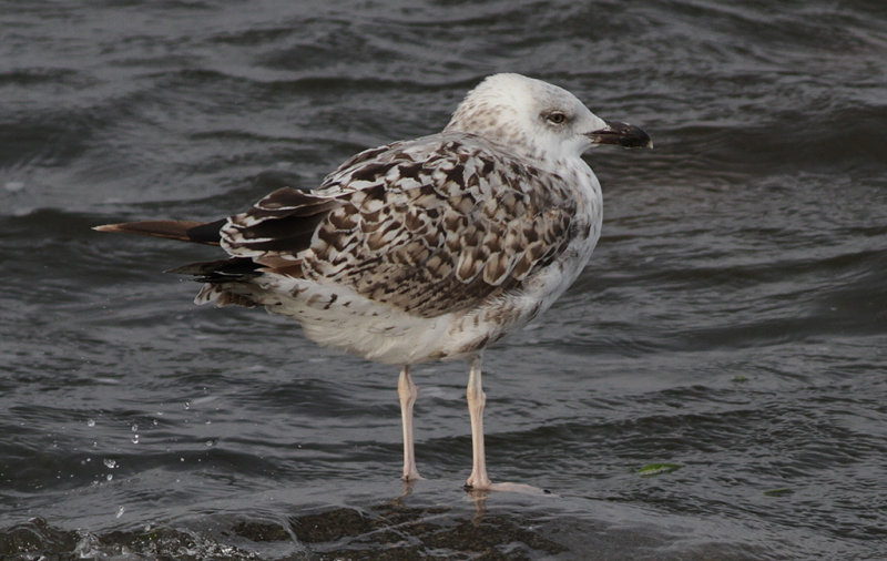 Medelhavstrut Yellow-legged Gull  (Larus michahellis)