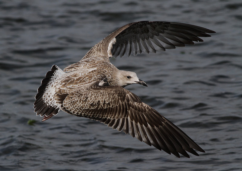 Kaspisk trut - Caspian Gull (Larus cachinnans)