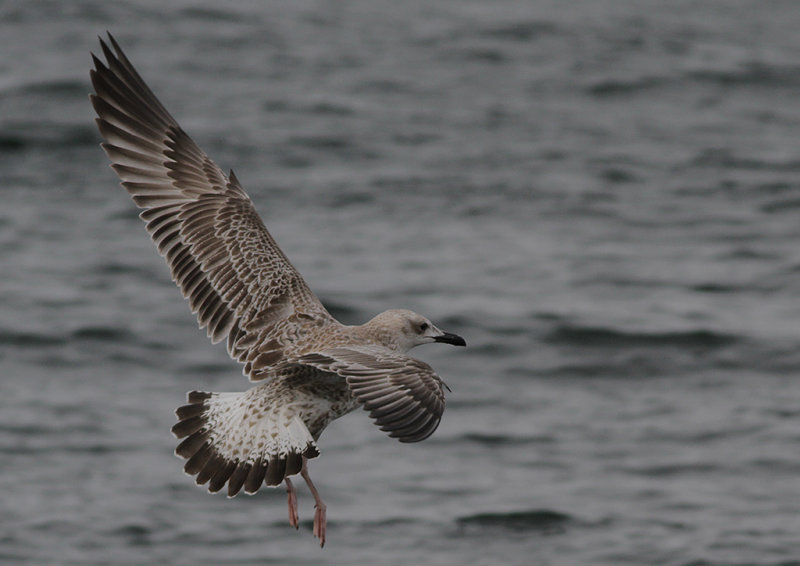 Kaspisk trut - Caspian Gull (Larus cachinnans)