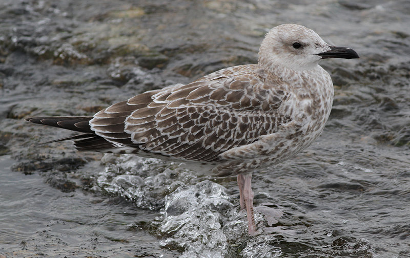 Kaspisk trut - Caspian Gull (Larus cachinnans)