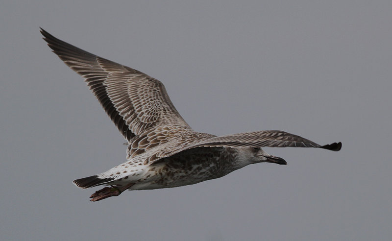 Kaspisk trut - Caspian Gull (Larus cachinnans)