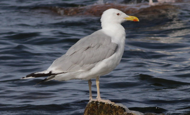 Kaspisk trut - Caspian Gull (Larus cachinnans)