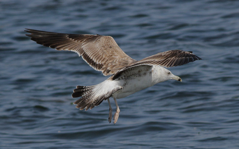 Silltrut - Lesser Black-backed Gull (Larus fuscus)