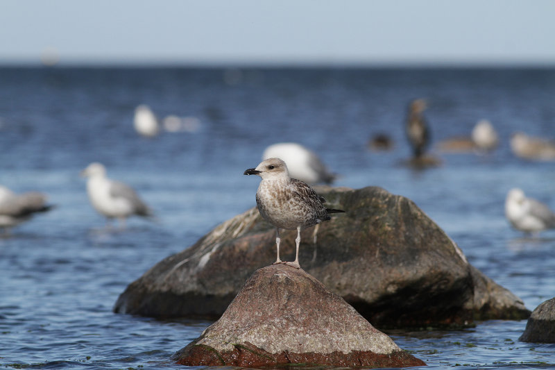 Medelhavstrut Yellow-legged Gull  (Larus michahellis)