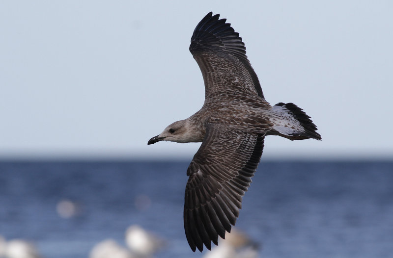 Medelhavstrut Yellow-legged Gull  (Larus michahellis)