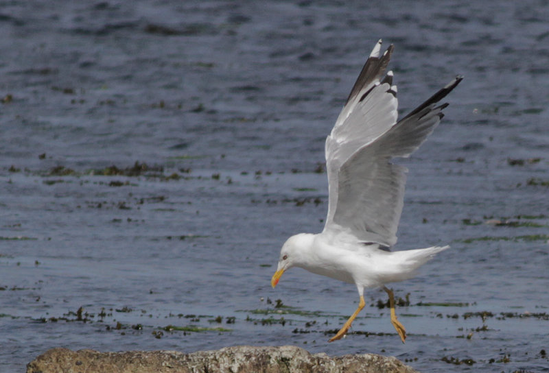 Medelhavstrut Yellow-legged Gull (Larus michahellis)