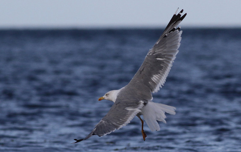 Medelhavstrut Yellow-legged Gull (Larus michahellis)