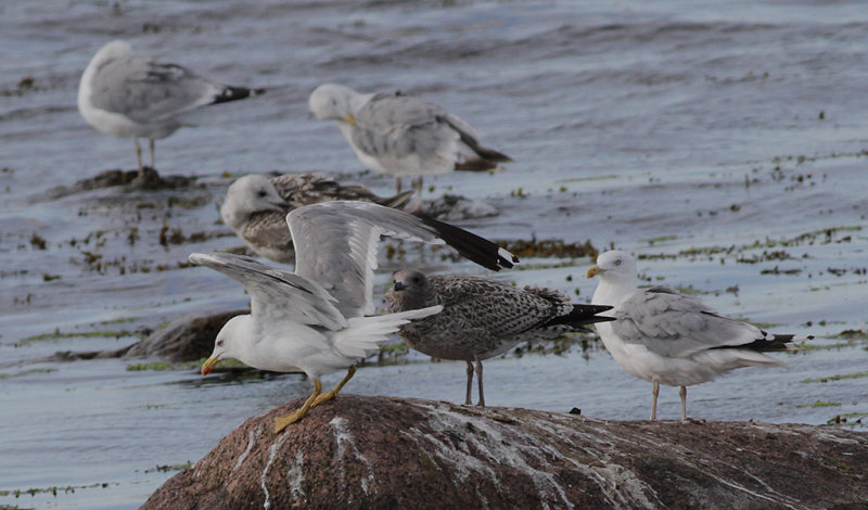 Medelhavstrut Yellow-legged Gull (Larus michahellis)
