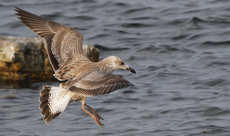Kaspisk trut - Caspian Gull (Larus cachinnans)