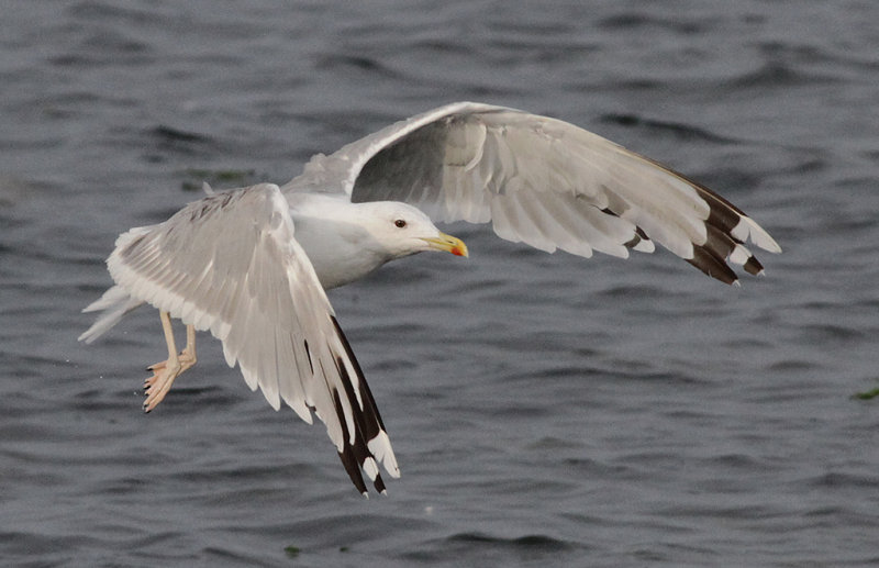 Kaspisk trut - Caspian Gull (Larus cachinnans)