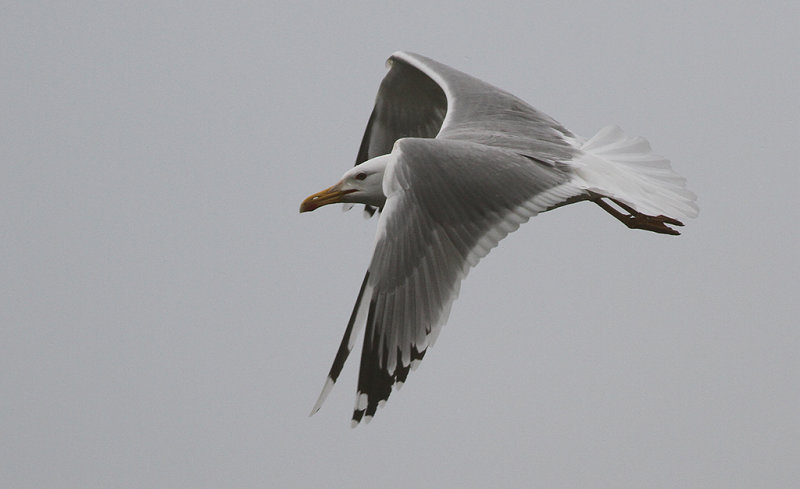 Kaspisk trut - Caspian Gull (Larus cachinnans)