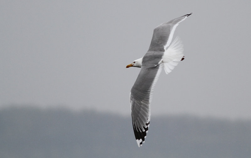 Kaspisk trut - Caspian Gull (Larus cachinnans)