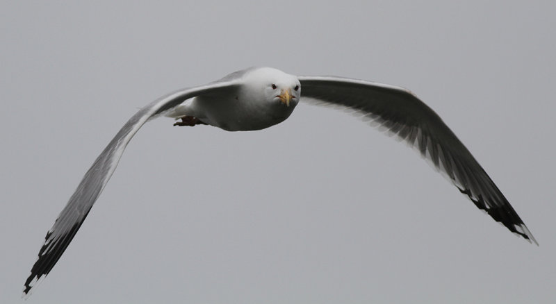 Kaspisk trut - Caspian Gull (Larus cachinnans)