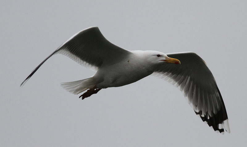 Kaspisk trut - Caspian Gull (Larus cachinnans)