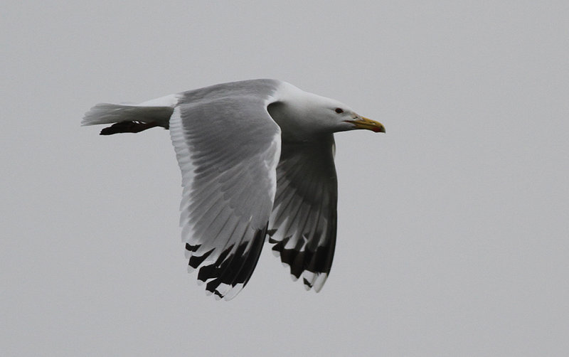 Kaspisk trut - Caspian Gull (Larus cachinnans)