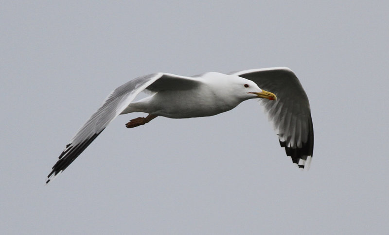 Kaspisk trut - Caspian Gull (Larus cachinnans)