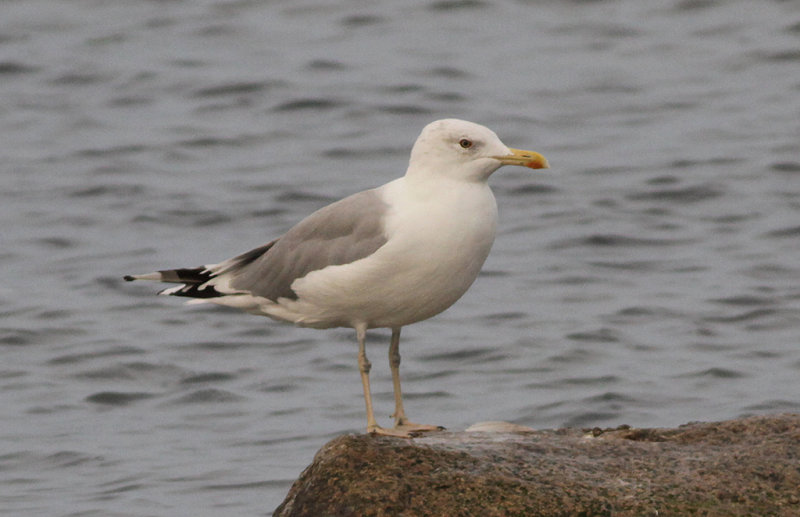 Kaspisk trut - Caspian Gull (Larus cachinnans)