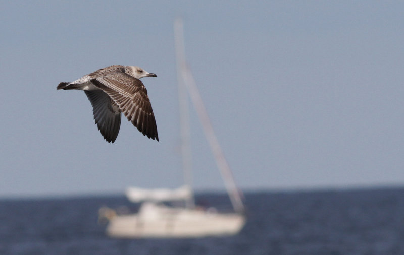 Kaspisk trut - Caspian Gull (Larus cachinnans)