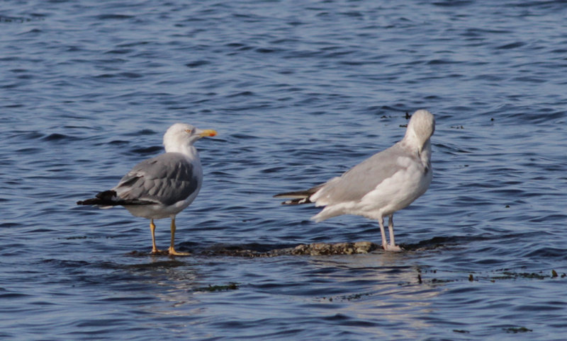 Medelhavatrut Yellow-legged Gull (Larus michahellis)