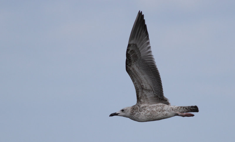 Kaspisk trut - Caspian Gull (Larus cachinnans)