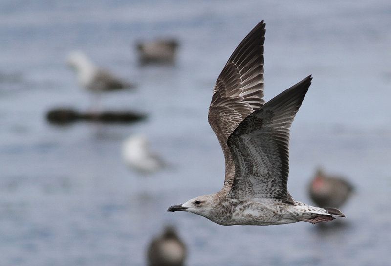 Kaspisk trut - Caspian Gull (Larus cachinnans)