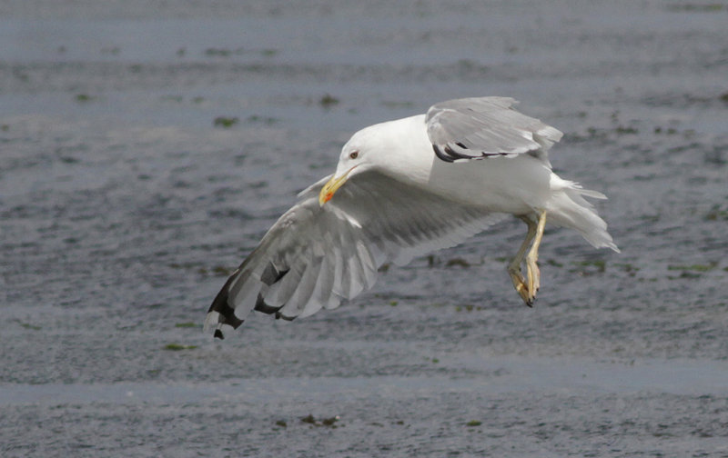 Kaspisk trut - Caspian Gull (Larus cachinnans)