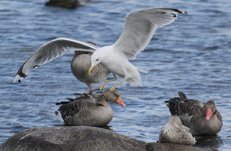 Kaspisk trut - Caspian Gull (Larus cachinnans)