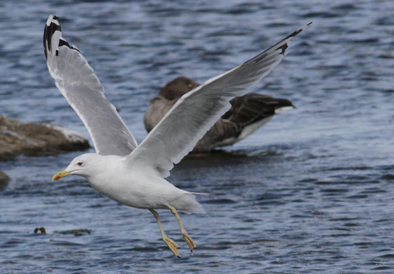 Kaspisk trut - Caspian Gull (Larus cachinnans)