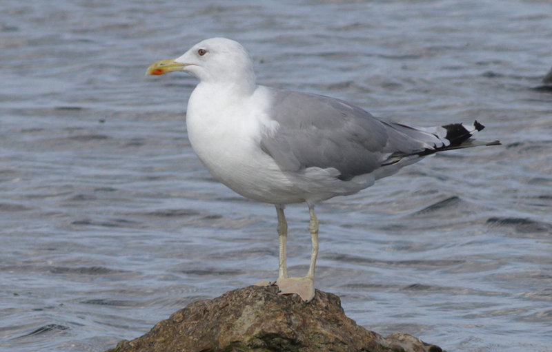 Kaspisk trut - Caspian Gull (Larus cachinnans)