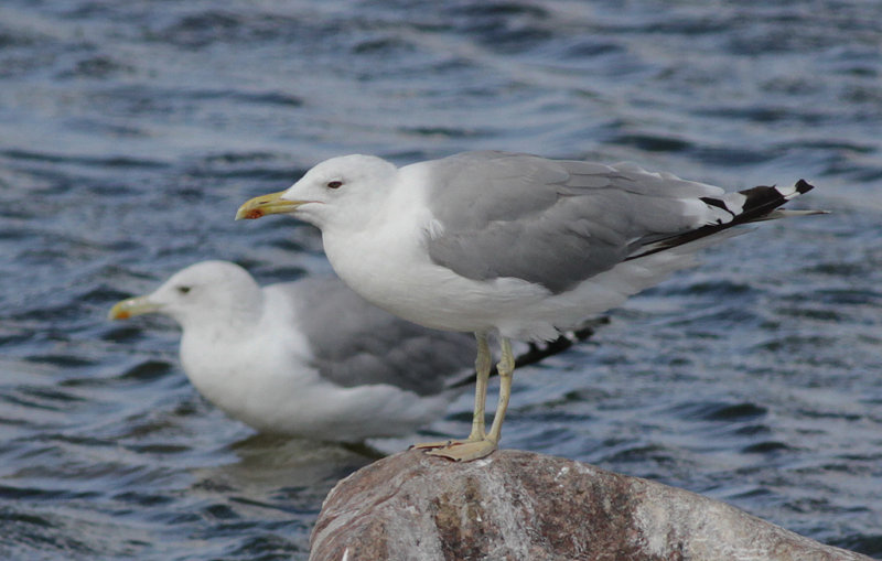 Kaspisk trut - Caspian Gull (Larus cachinnans)
