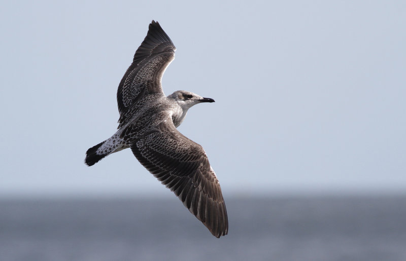 Silltrut - Lesser Black-backed Gull (Larus fuscus)