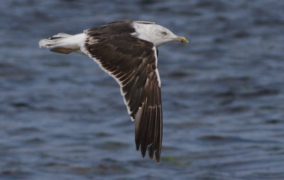 Silltrut - Lesser Black-backed Gull (Larus fuscus)