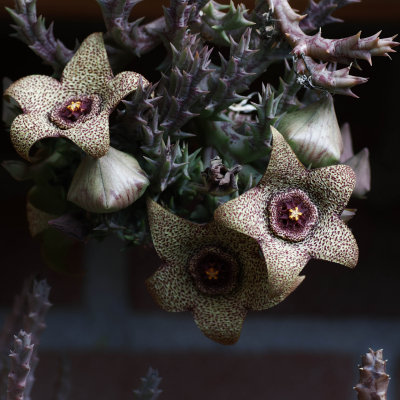 Orbea Variegata