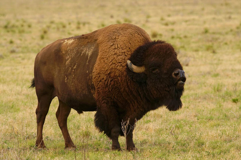 ICR2018_ARSESC06845_BISONSNIFS1PB.jpg