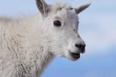ICR2015_MTEVDSC00045_ADORBLBBYGOATFAC1PB.jpg